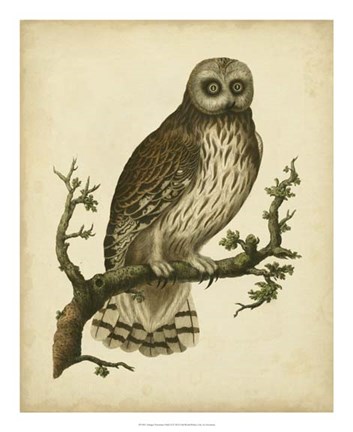 Framed Antique Nozeman Owl II Print