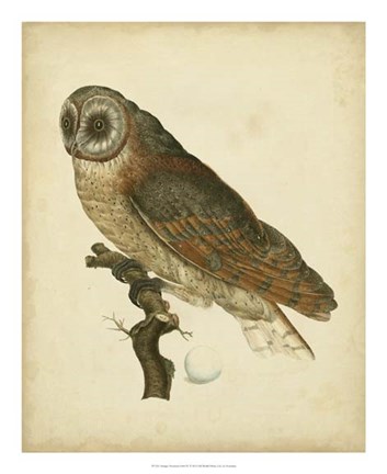 Framed Antique Nozeman Owl IV Print