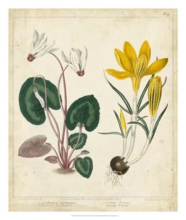 Framed Garden Display IV Print