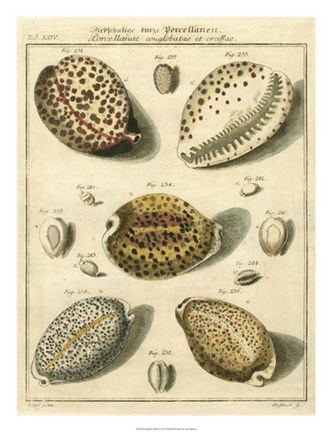 Framed Porcellaine Shells I Print