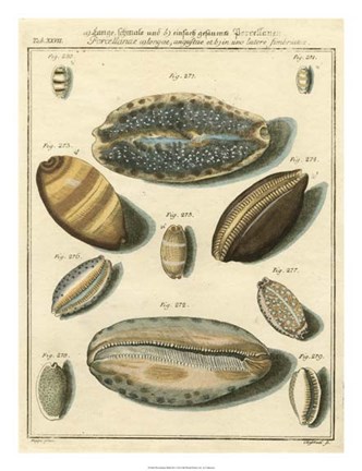 Framed Porcellaine Shells II Print