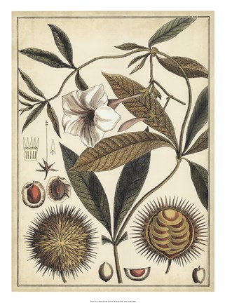 Framed Ivory Botanical Study II Print