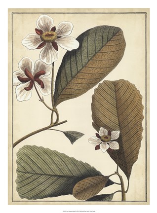 Framed Ivory Botanical Study III Print