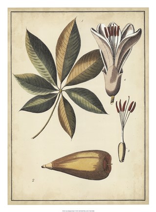 Framed Ivory Botanical Study IV Print