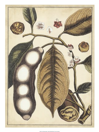 Framed Ivory Botanical Study V Print