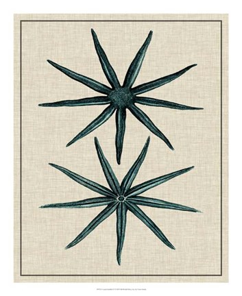 Framed Coastal Starfish IV Print