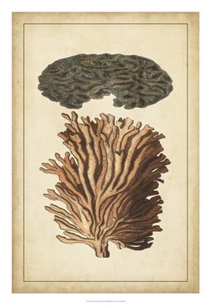 Framed Coral Companion I Print