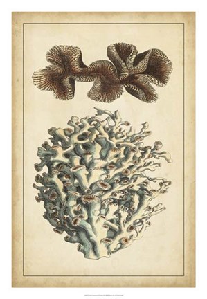 Framed Coral Companion II Print