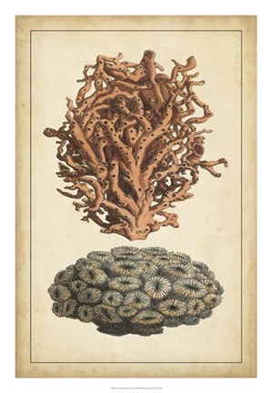Framed Coral Companion III Print
