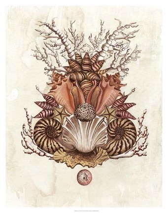 Framed Baroque Nautilus II Print