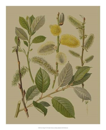 Framed Forest Foliage II Print