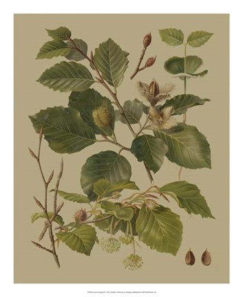 Framed Forest Foliage III Print