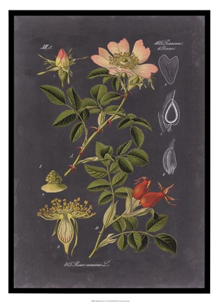 Framed Midnight Botanical I Print