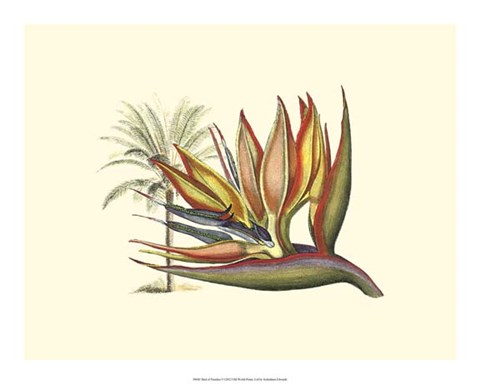 Framed Bird of Paradise I Print