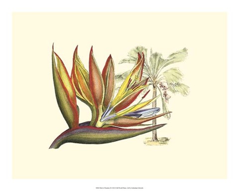 Framed Bird of Paradise II Print