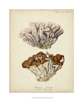Framed Coral Collection II Print