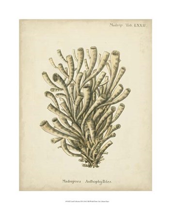 Framed Coral Collection IX Print