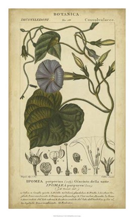 Framed Floral Botanica I Print