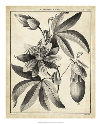 Framed Passiflora III Print