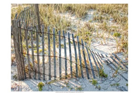 Framed Sea Oats III Print