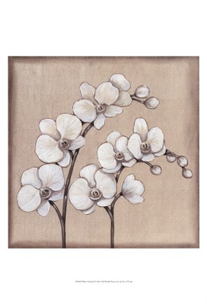Framed White Orchid II Print