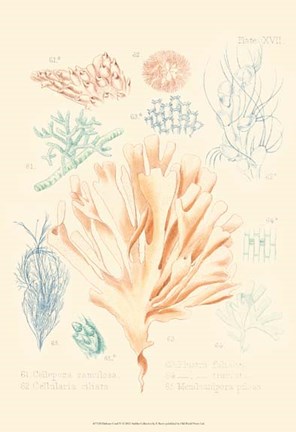 Framed Delicate Coral IV Print