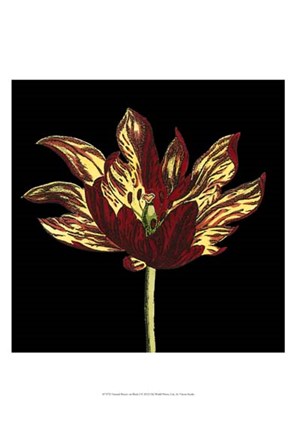 Framed Natural Beauty on Black I Print