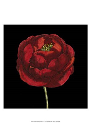 Framed Natural Beauty on Black III Print