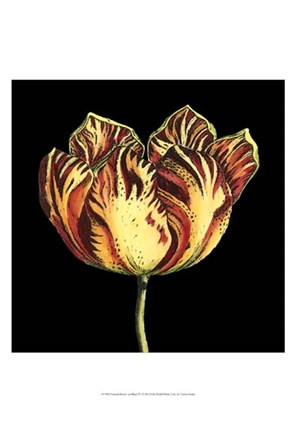 Framed Natural Beauty on Black IV Print