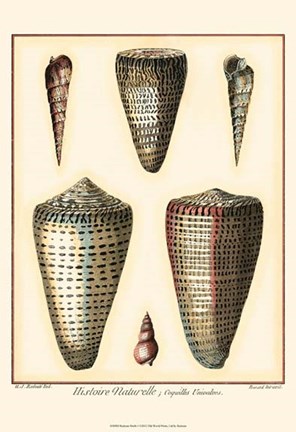 Framed Redoute Shells I Print