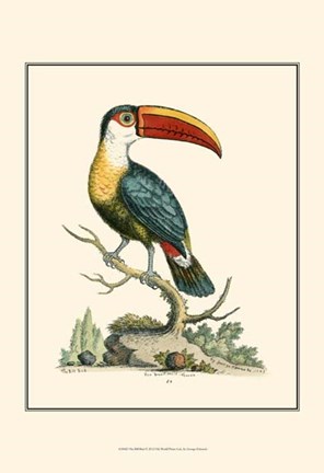 Framed Bill Bird Print