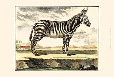 Framed Zebra Print