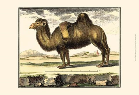 Framed Camel Print