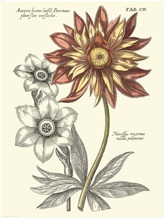 Framed Tinted Floral III Print