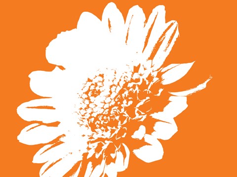 Framed Orange Mum Print