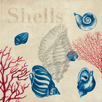 Framed Shell Study Print