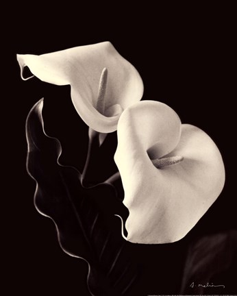 Framed Botanical Elegance Calla IV Print