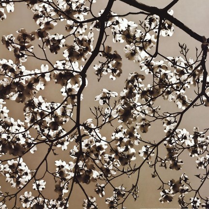 Framed Dogwood Square II Print