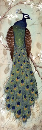 Framed Peacock I - mini Print