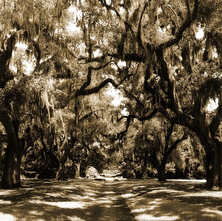 Framed Druid Oak Square I Print