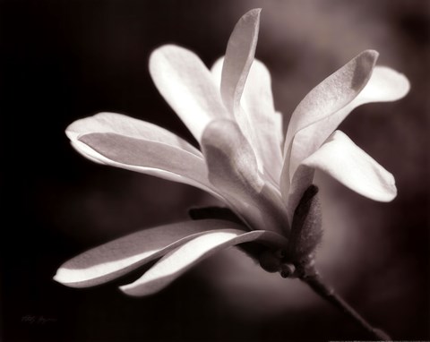 Framed Magnolia Dreams II Print