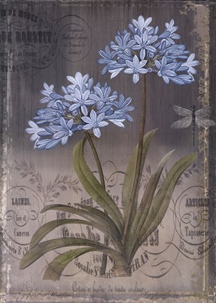 Framed Black Botanical II Print