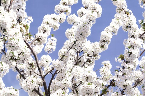 Framed Blossom Sky Print