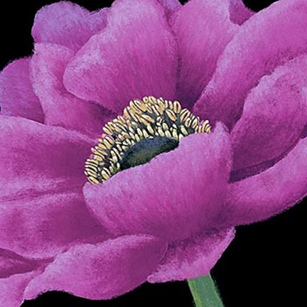 Framed Brilliant Blooms I Print