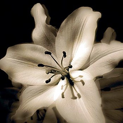 Framed Lily Glow IV Print