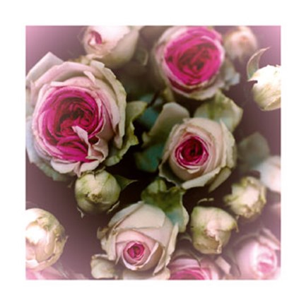 Framed Roses Print