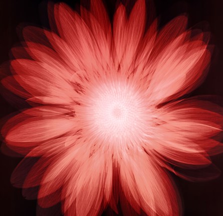 Framed Radiant Gerbera Print