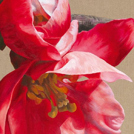 Framed Japonica Blush III Print