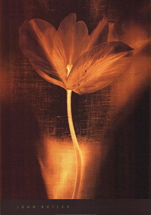 Framed Bronze Tulip I Print