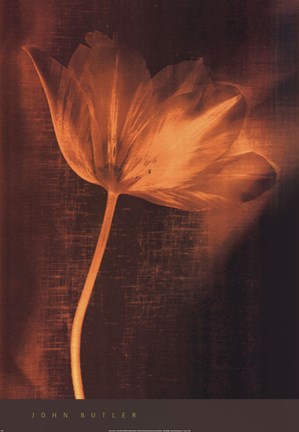 Framed Bronze Tulip II Print